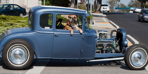 Dogs and Cars