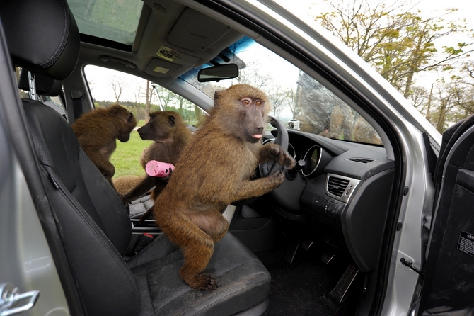 A Hyundai também colocou brinquedos no interior do carro para os macacos