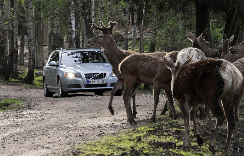 Future Volvos to automatically avoid animal collisions