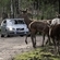 Future Volvos to automatically avoid animal collisions