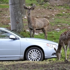 Future Volvos to automatically avoid animal collisions