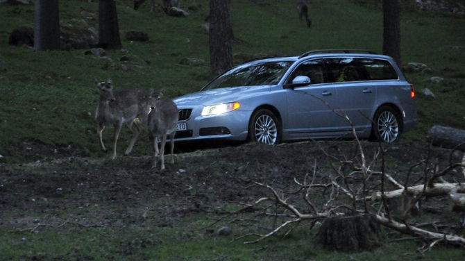 Future Volvos to automatically avoid animal collisions