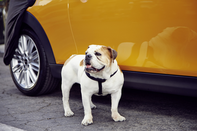 O carro vai protagonizar um anúncio onde também estará presente a mascote da marca, o bulldog inglês