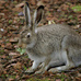 California - Jackrabbits