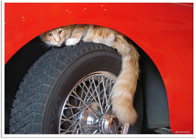 Cats and Cars